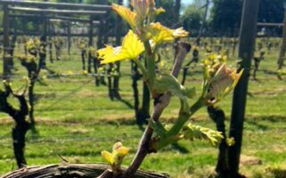 Spring at Danebury Vineyard