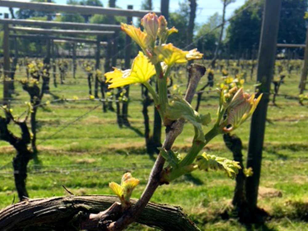 Spring at Danebury Vineyard