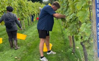 Grape picking