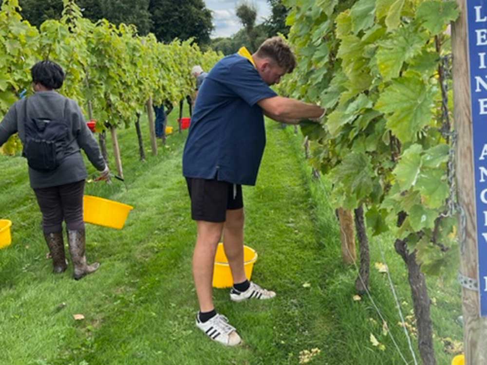 Grape picking