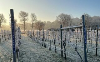 Danebury Vineyard winter