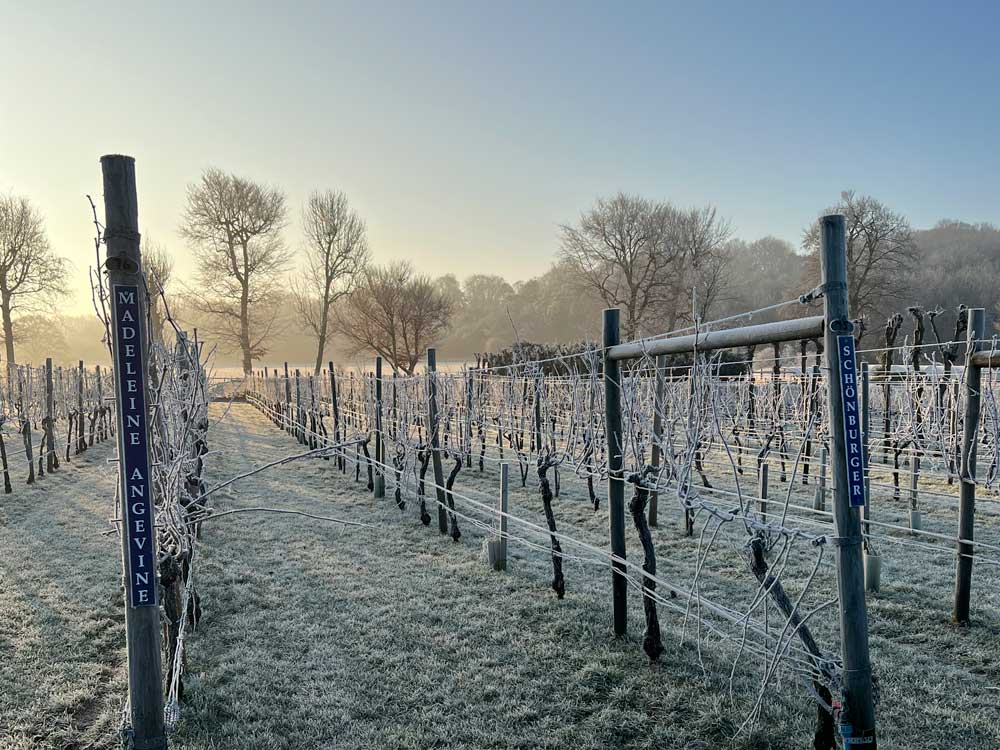 Danebury Vineyard winter